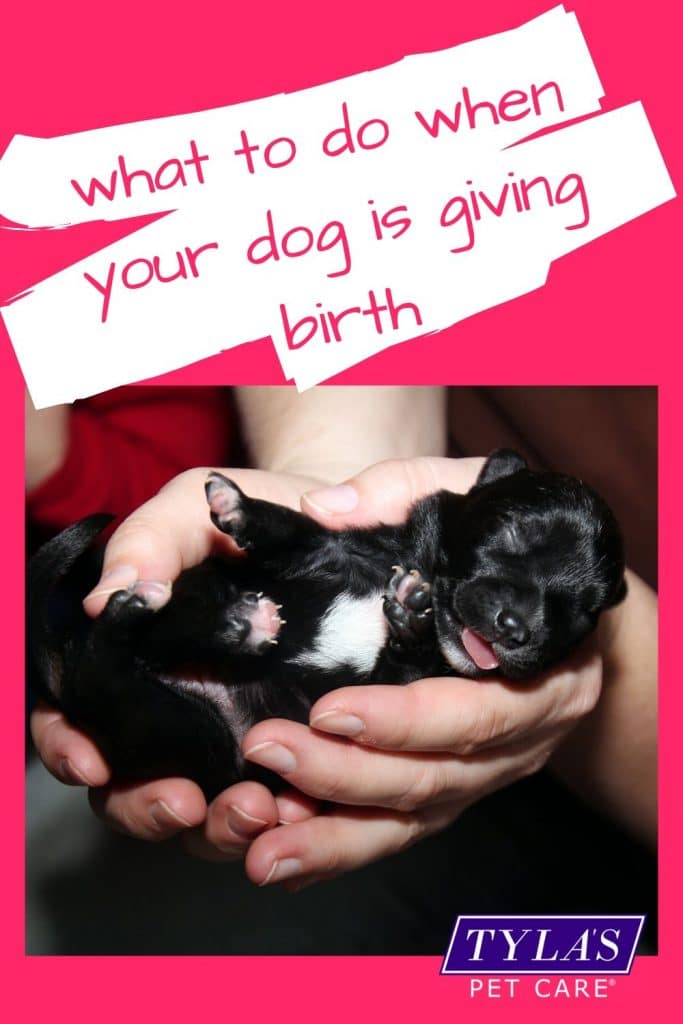 Know What To Do When Your Dog is Giving Birth Safely