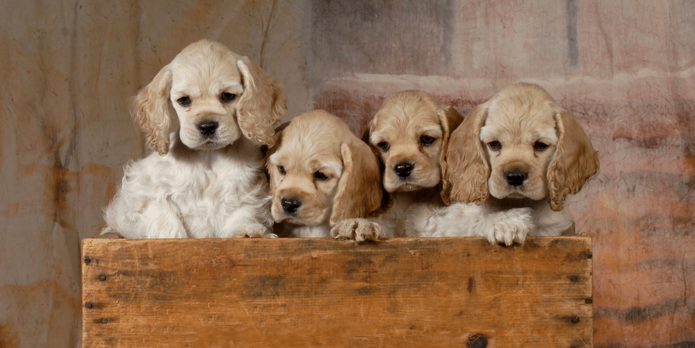 Buy or DIY Whelping Box