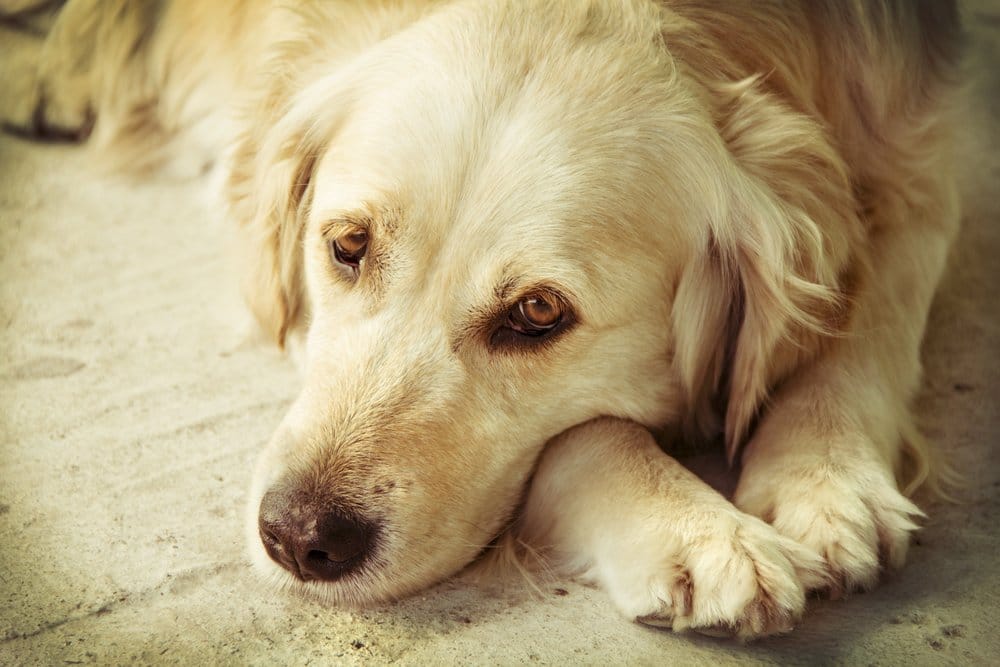 inflammation in dogs