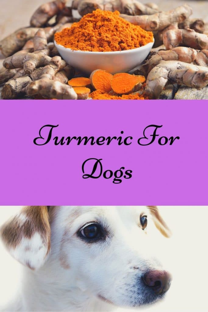 Turmeric For Dogs The Spice of Life