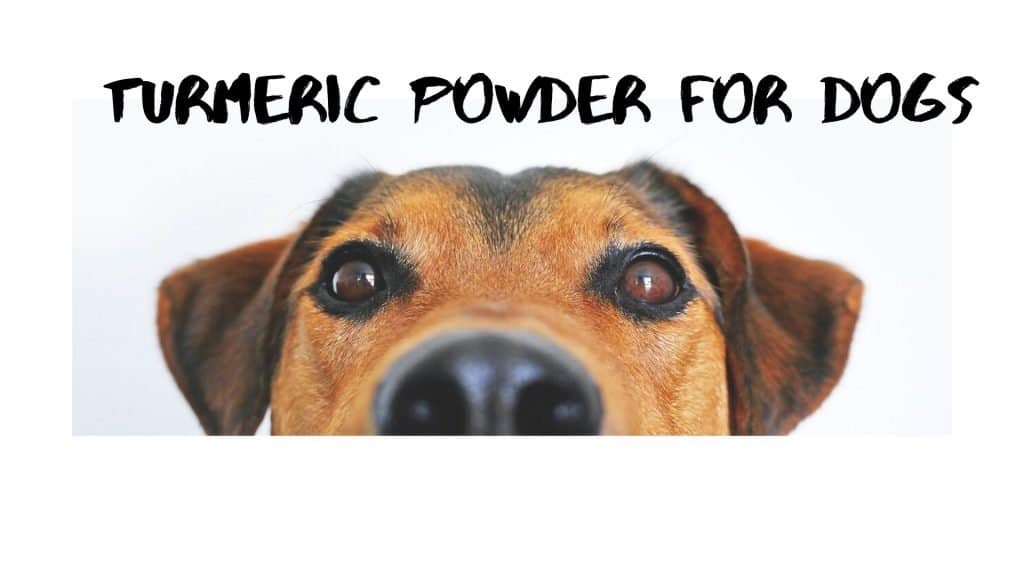 Turmeric Powder For Dogs