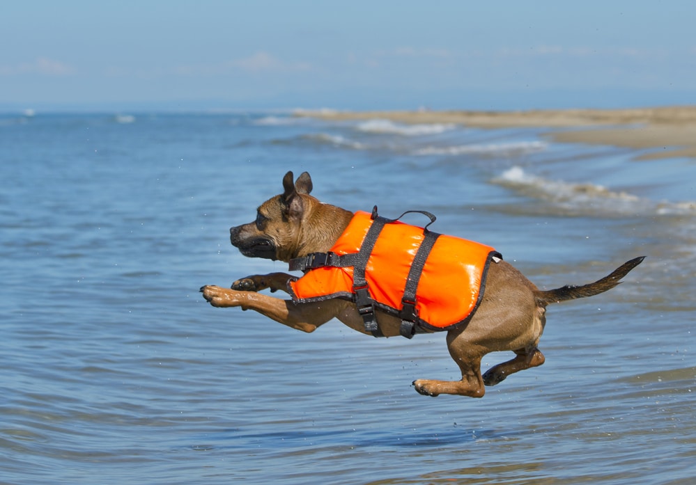 Best Dog Life Jackets